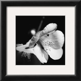 Quince Blossoms II