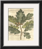 Buy Weathered Oak Leaves I at AllPosters.com