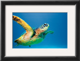 Buy Green Sea Turtle at AllPosters.com