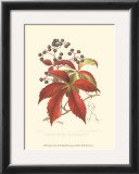 Buy Virginian Creeper at AllPosters.com