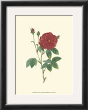 Buy Crimson Beauty I at AllPosters.com
