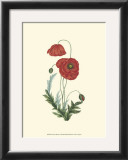 Buy Crimson Beauty IV at AllPosters.com