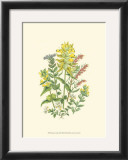 Buy Summer Garden XII at AllPosters.com