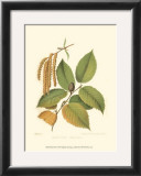 Buy Black Birch at AllPosters.com
