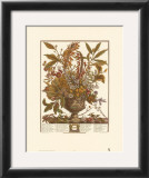 Twelve Months of Flowers, 1730, January