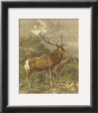 Buy Small Red Deer at AllPosters.com