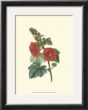 Buy Crimson Beauty II at AllPosters.com