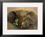 Buy Tembo at AllPosters.com