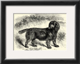 Sussex Spaniel