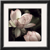 Buy The Lotus II at AllPosters.com