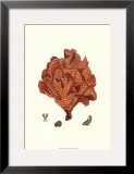 Red Coral IV