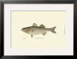 Striped Bass
