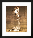 Giraffe, First Kiss