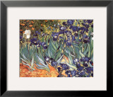 Irises, Saint-Remy, c.1889 Framed Art Print