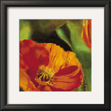Coquelicots dans le Soleil II