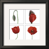 Metamorphosis of the poppy