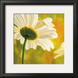 Buy Marguerites dans le Soleil I at AllPosters.com