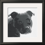 Buy Staffordshire Bull at AllPosters.com