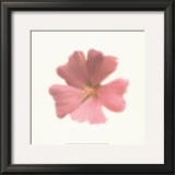 Buy Petales Roses I at AllPosters.com