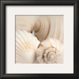 Buy Shells II at AllPosters.com