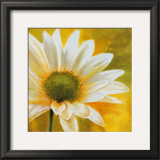Marguerites dans le Soleil III