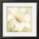 Buy Lilium Famosa at AllPosters.com
