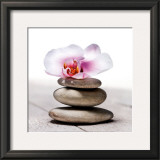 Orchidee aux Galets,