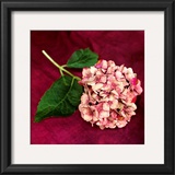 Buy Pink Hydrangea at AllPosters.com