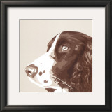 Springer Spaniel