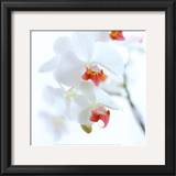 White and Pink Orchid