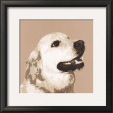 Buy Golden Retriever at AllPosters.com