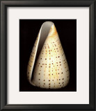 Buy Lesser Butterfly Cone at AllPosters.com
