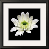 Buy Daisy Cup at AllPosters.com
