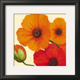 California Poppies