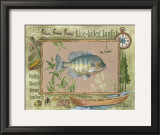 Blue-Gilled Sunfish