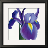 Buy Iris at AllPosters.com