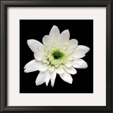 Buy Monochrome Daisy at AllPosters.com
