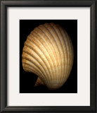 Buy African Fan Scallop at AllPosters.com