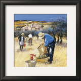 La Cueillette des Olives