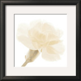 Carnation II
