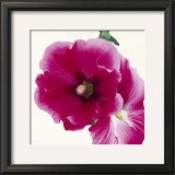 Buy Pink Hollyhock I at AllPosters.com