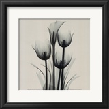 Tulips and Arum Lily