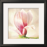 Buy Magnolia Soulangiana at AllPosters.com