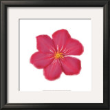 Buy Petales Roses II at AllPosters.com