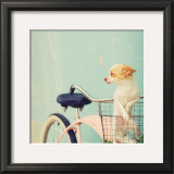 Dog Gone