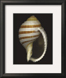 Buy Banded Tun at AllPosters.com
