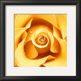 Buy Yellow Rose at AllPosters.com