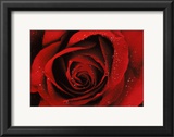 Buy Quality at AllPosters.com