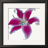 Buy Lily at AllPosters.com