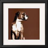 Buy Boxer at AllPosters.com
